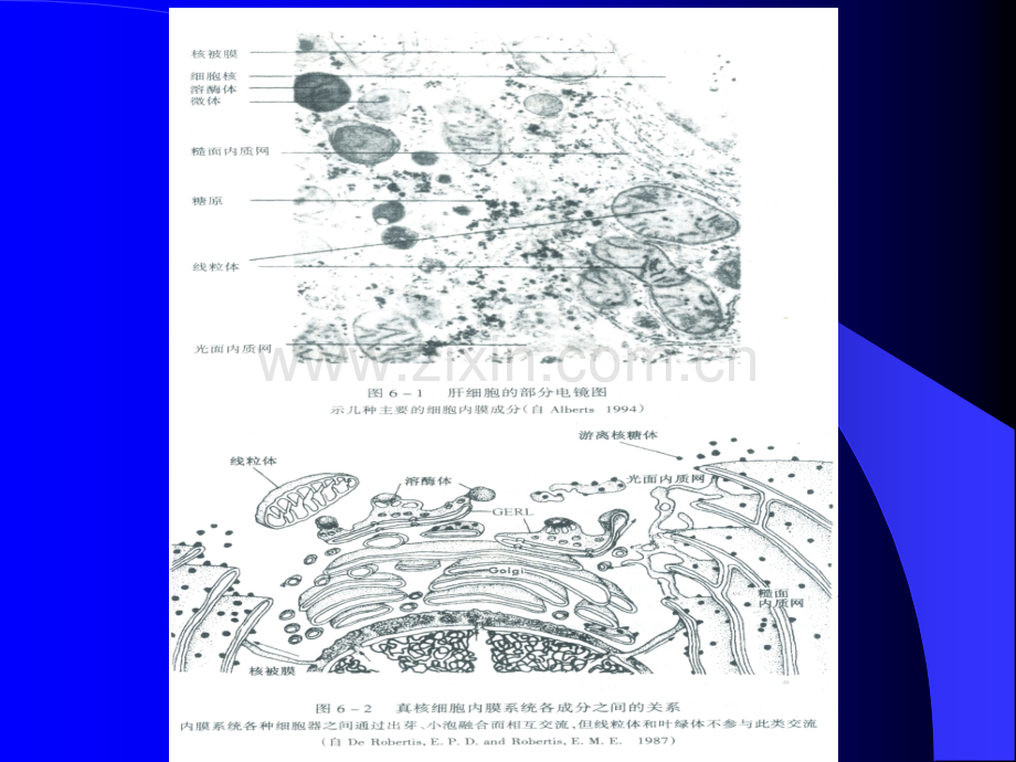 细胞生物学-3内质网和核糖体.pptx_第3页