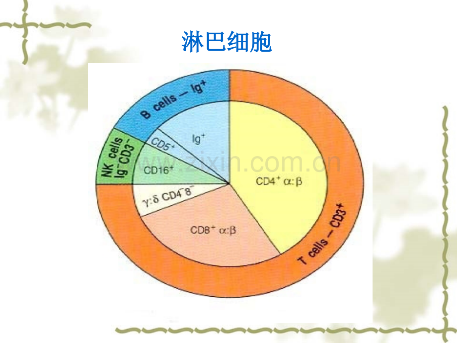 淋巴细胞.pptx_第3页