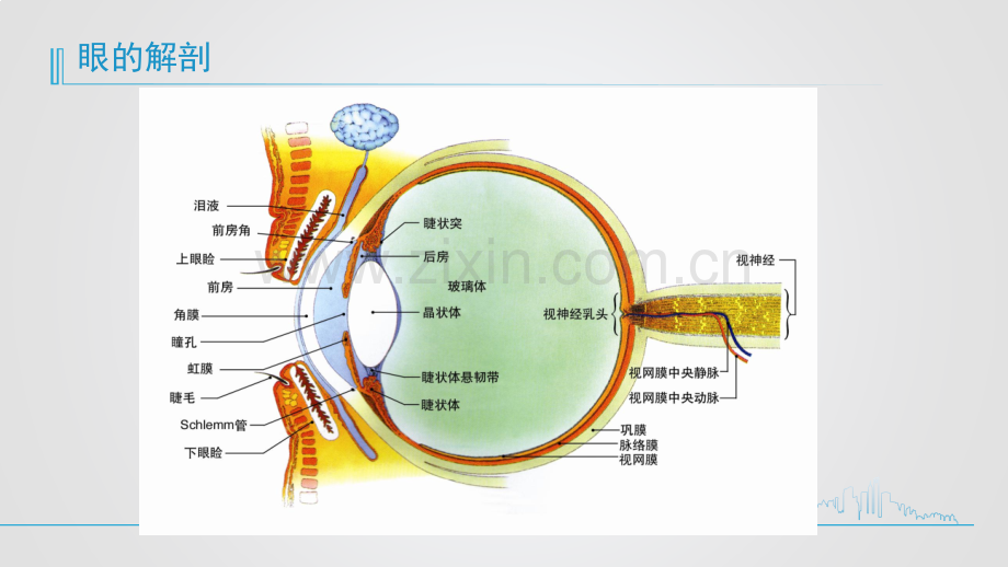 老年性白内障的护理查房.pptx_第3页