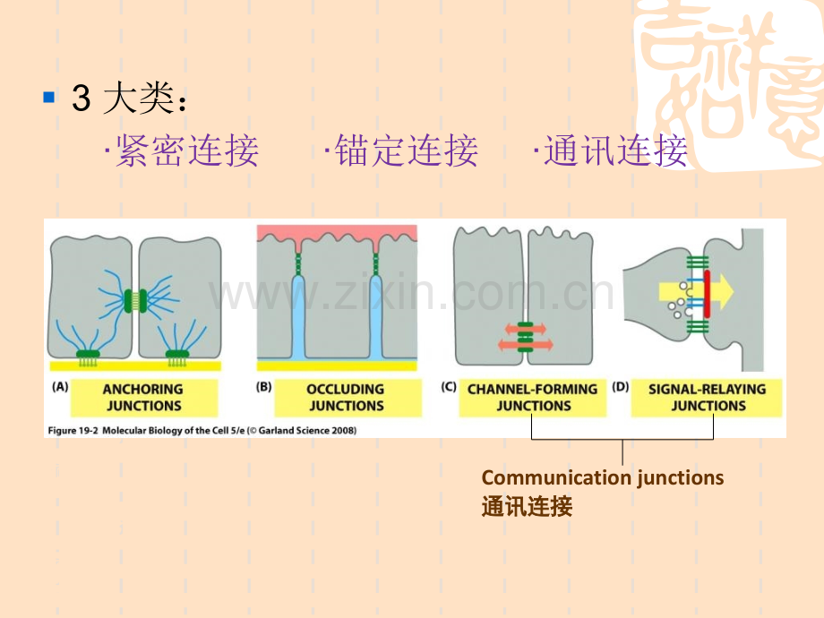 细胞表面及特化.pptx_第2页