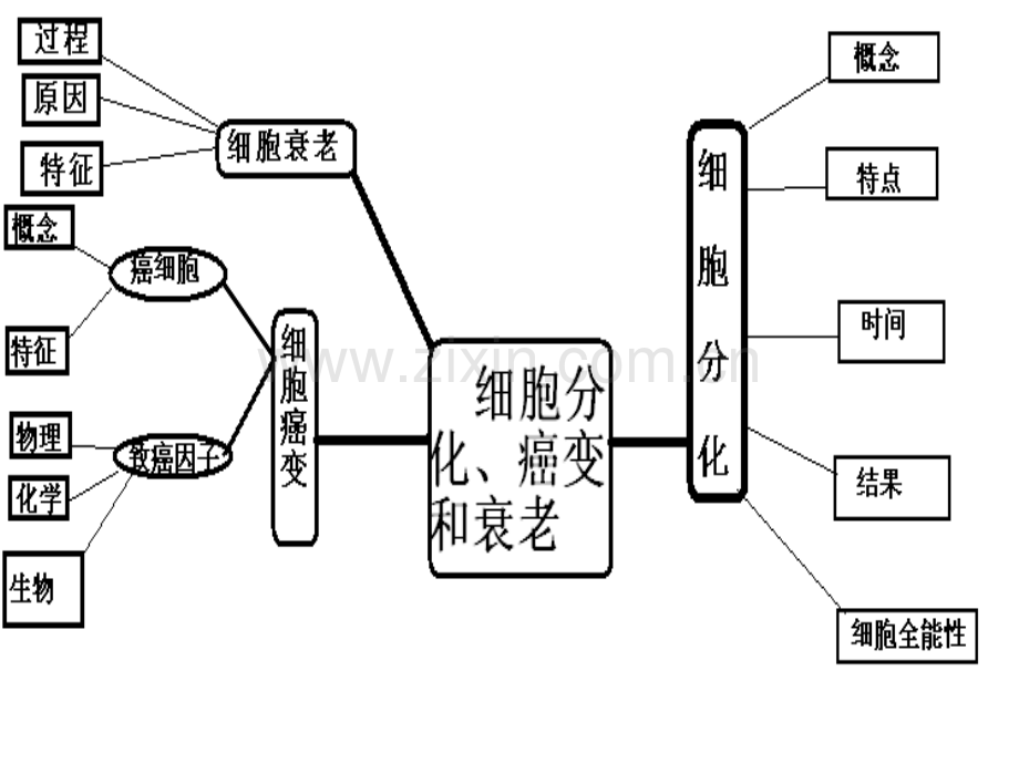 细胞结构与功能五细胞的分化癌变和衰老.pptx_第2页