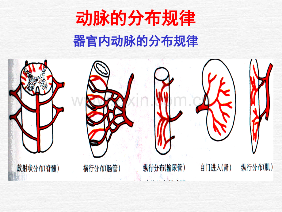 系统解剖学动脉.pptx_第3页