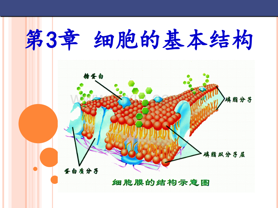 细胞膜—系统的边界优质课件.pptx_第2页