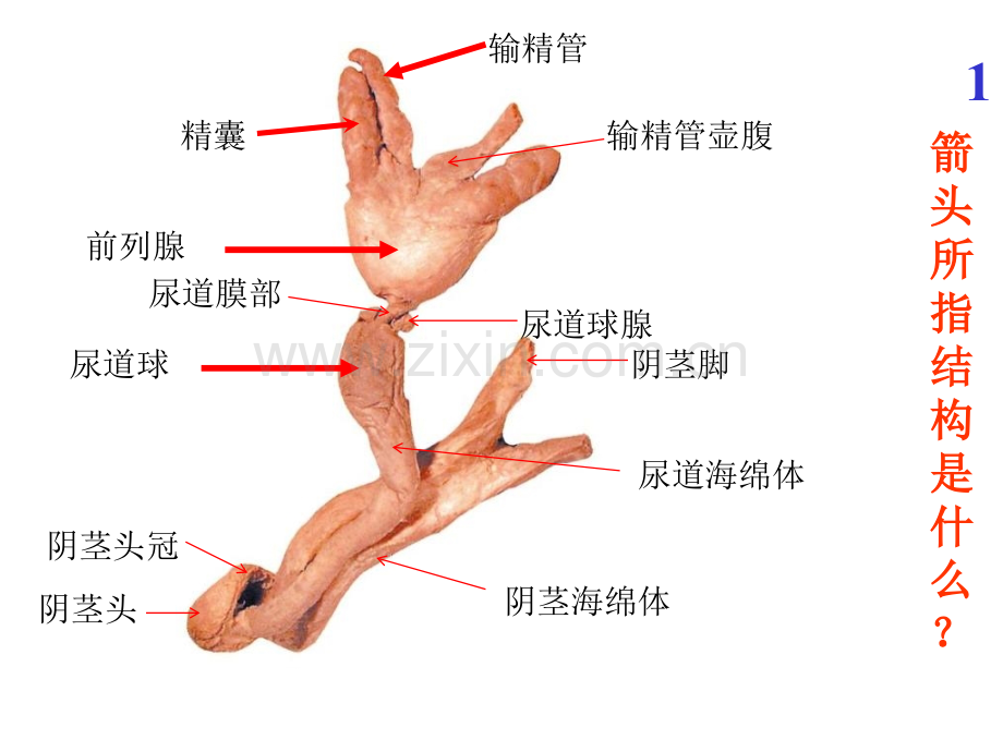 系统解剖学系统解剖学实验考试题全集.pptx_第1页