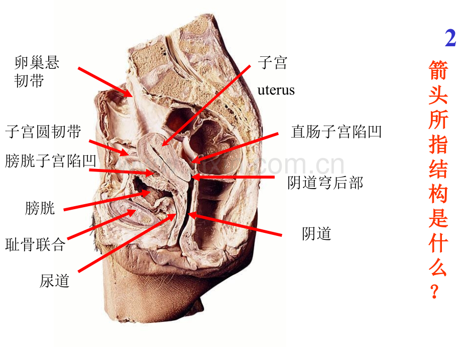 系统解剖学系统解剖学实验考试题全集.pptx_第2页