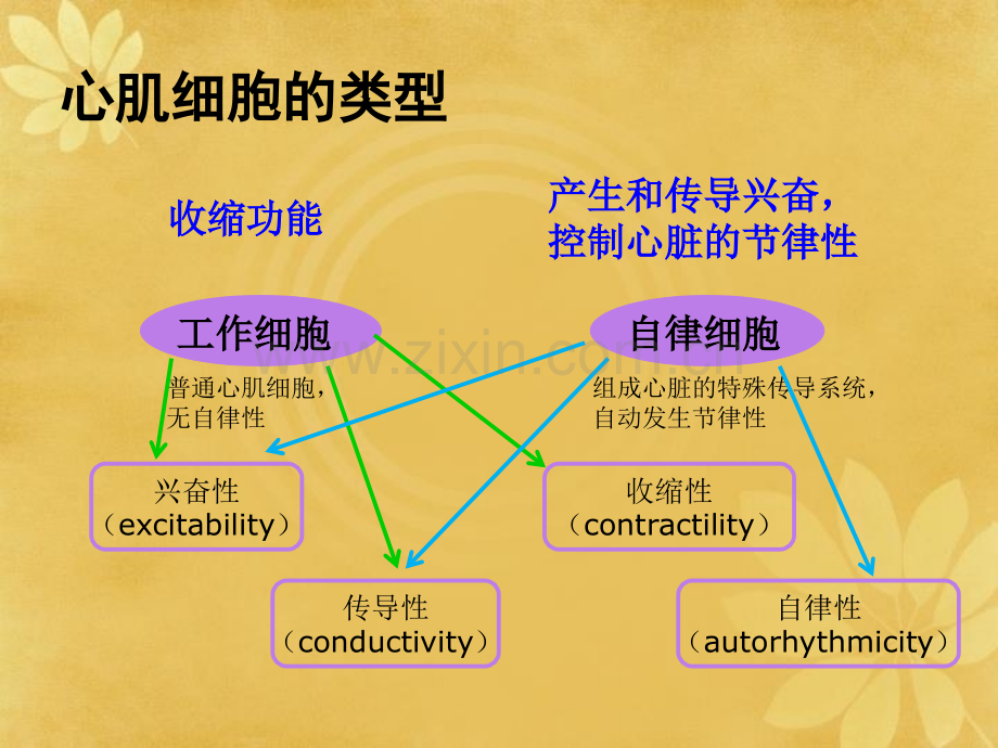 第四章血液循环第一节.pptx_第2页