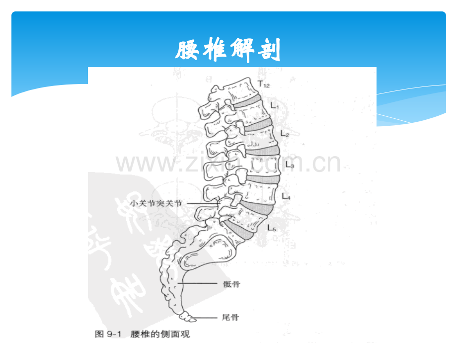 腰椎检查评估.pptx_第3页