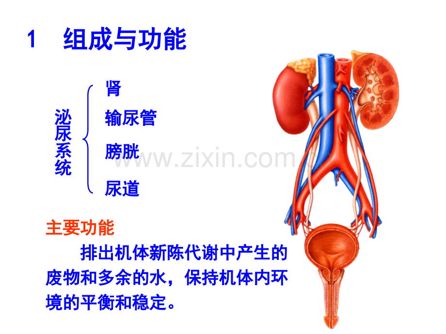 泌尿系解剖.pptx_第2页