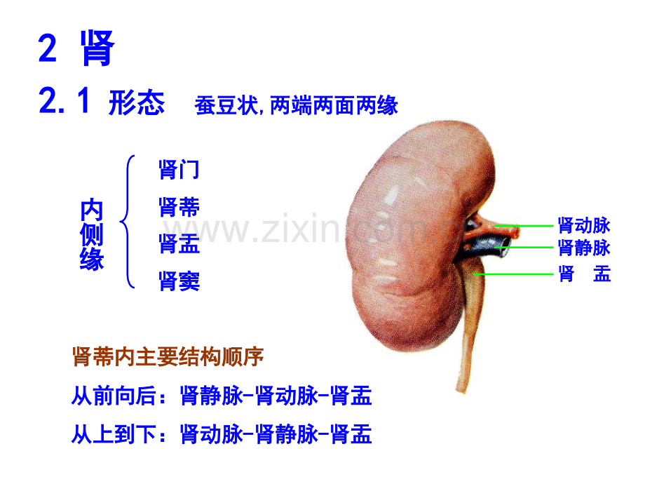 泌尿系解剖.pptx_第3页