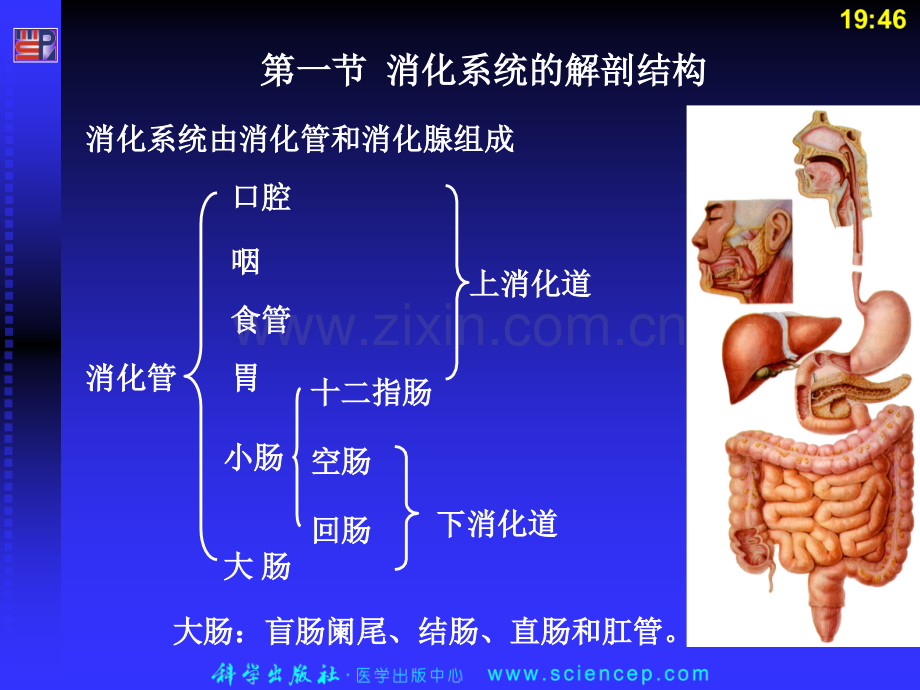 消化系统-人体解剖生理学.pptx_第3页