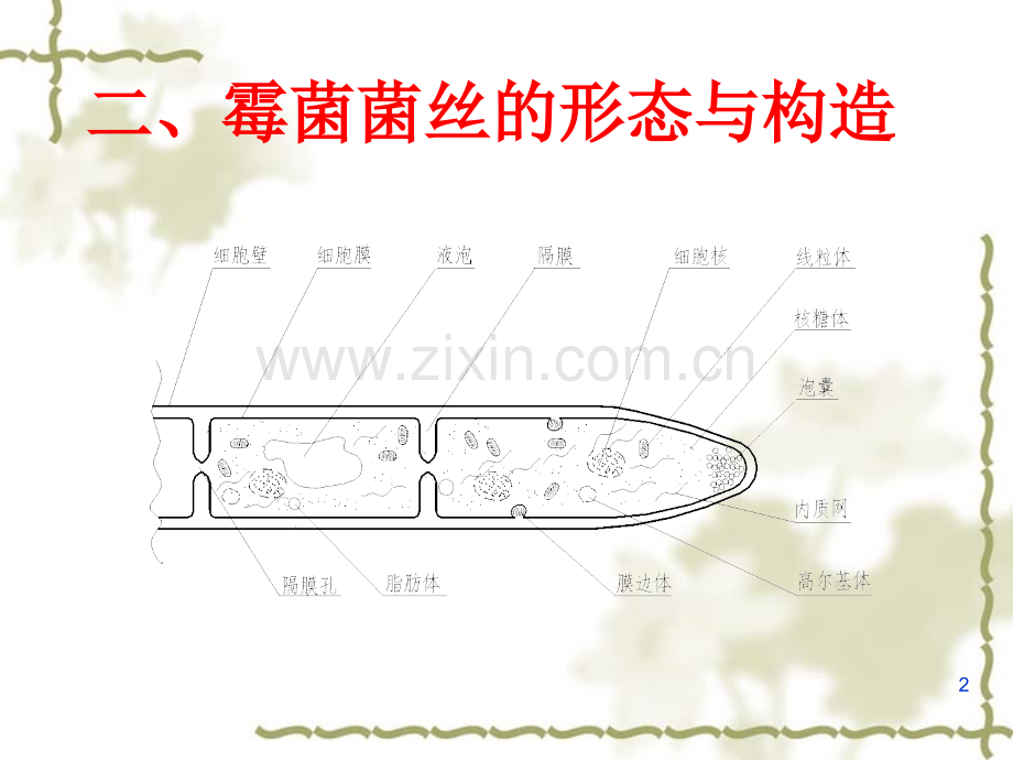 河南工业大学食品微生物学微生物的形态和分类.pptx_第2页