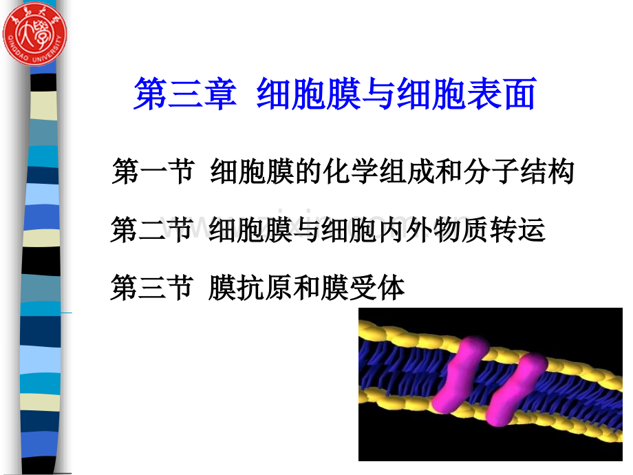 细胞生物学细胞膜与细胞表面.pptx_第1页