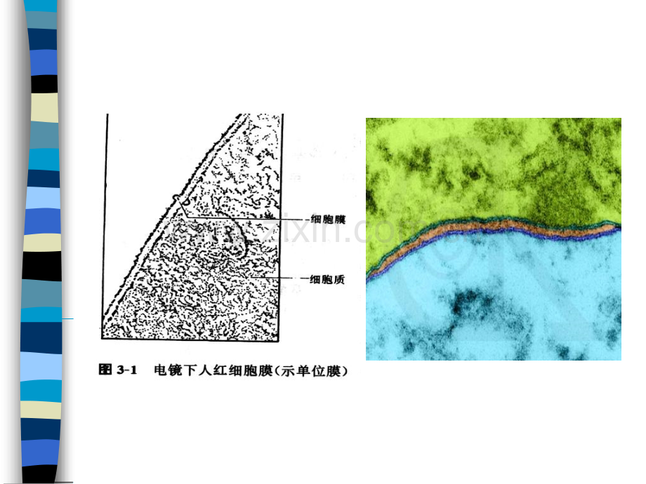 细胞生物学细胞膜与细胞表面.pptx_第3页