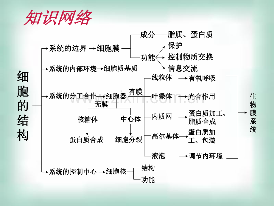 细胞的基本结构复习.pptx_第2页