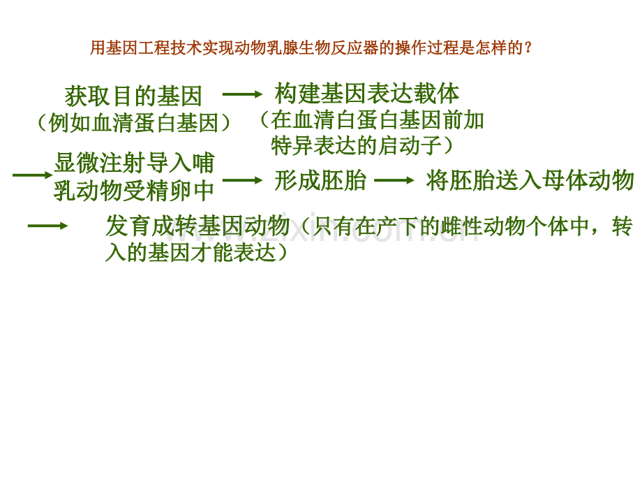 用基因工程技术实现动物乳腺生物反应器的操作过程是怎.pptx_第1页