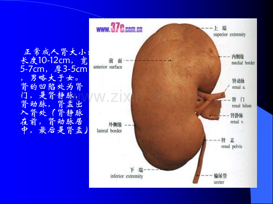 泌尿系统及前列腺超声检查.pptx_第2页