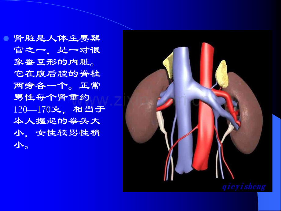 泌尿系统及前列腺超声检查.pptx_第3页