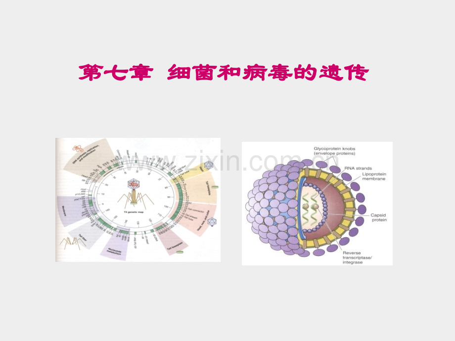 细菌和病毒的遗传.pptx_第1页