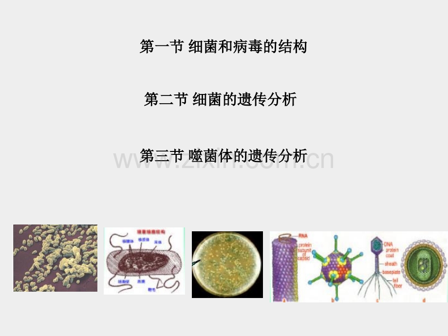 细菌和病毒的遗传.pptx_第2页