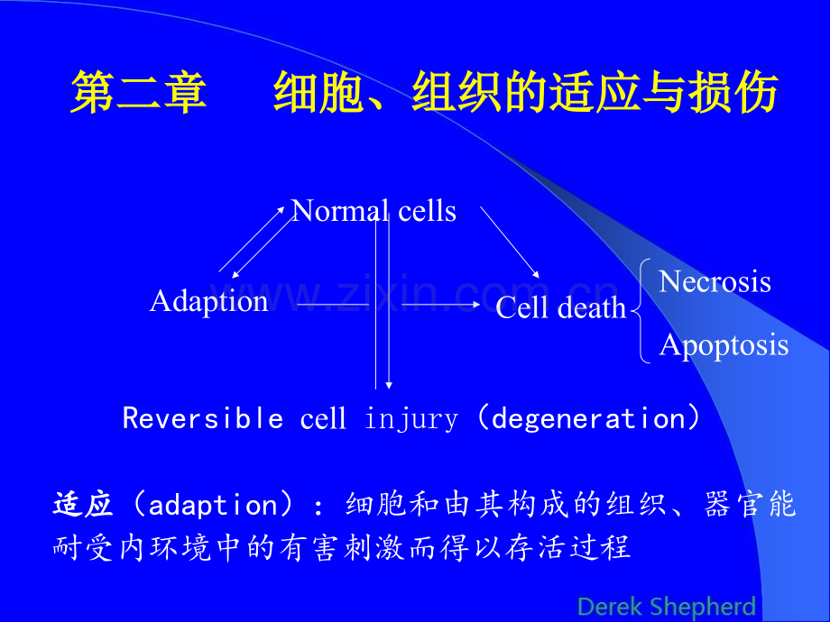 细胞组织的适应与损伤.pptx_第1页