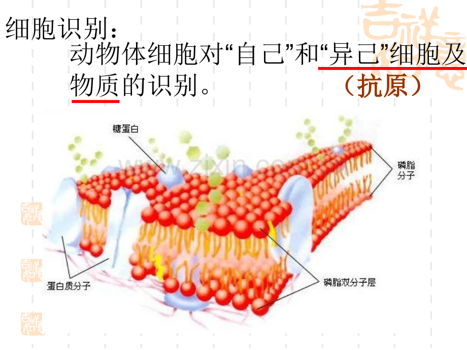 第四节动物体的细胞识别和免疫.pptx_第3页