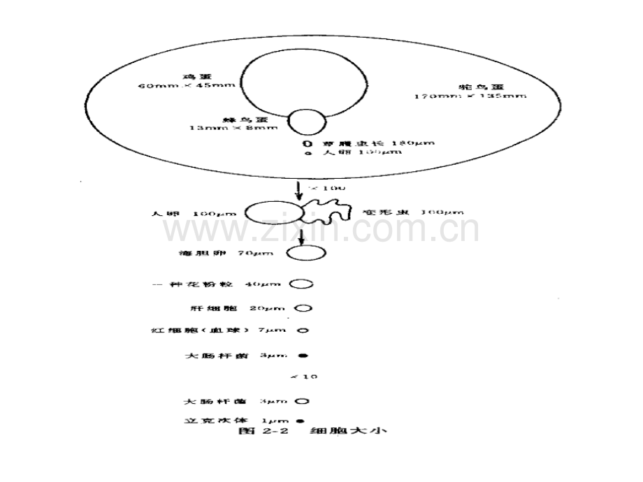 生命科学与健康第02章细胞生物学基础.pptx_第3页