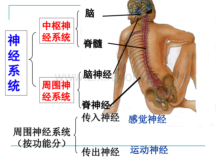 神经系统的结构与功能.pptx_第3页