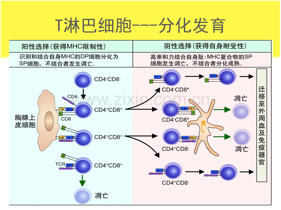 淋巴细胞ppt课件.pptx_第2页