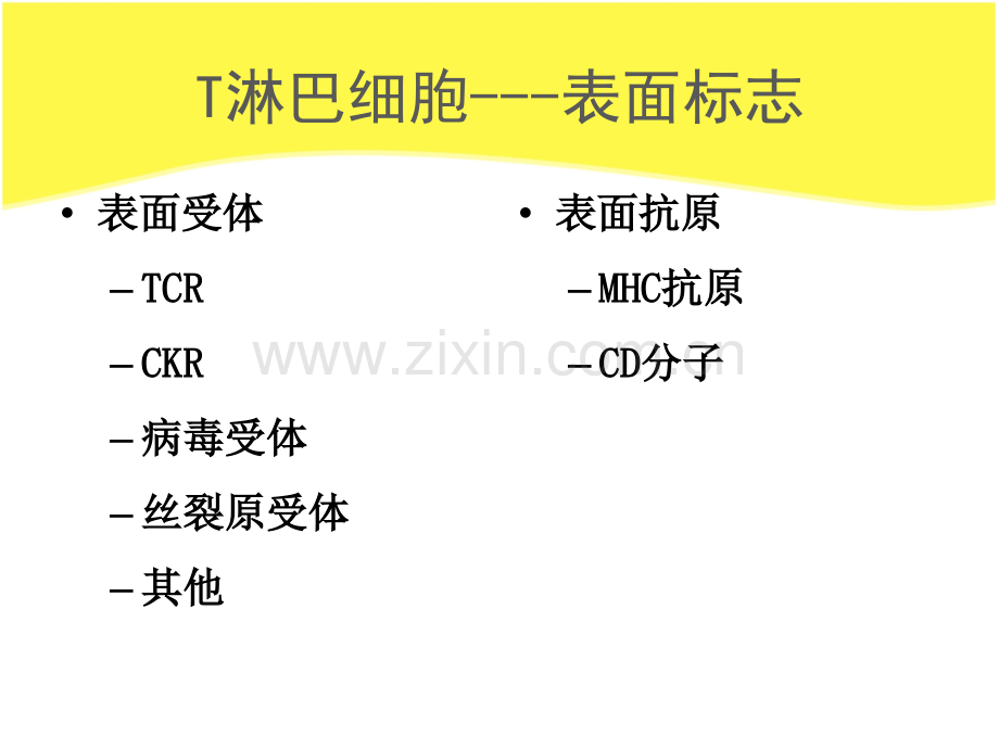 淋巴细胞ppt课件.pptx_第3页