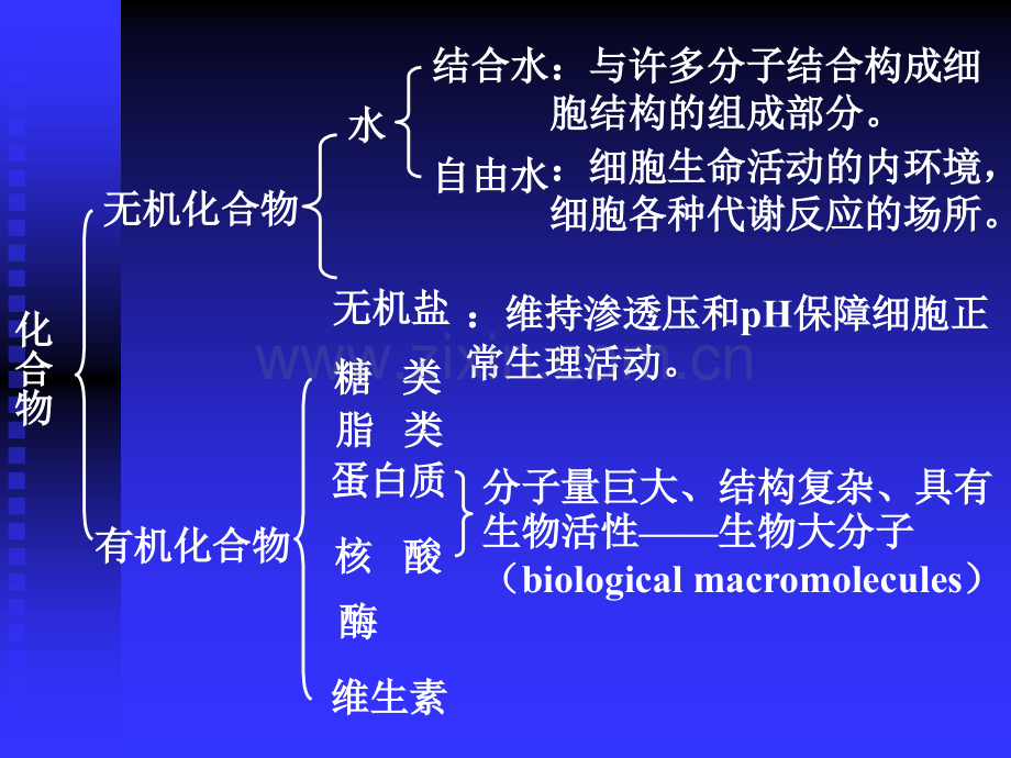 生命的分子基础.pptx_第3页