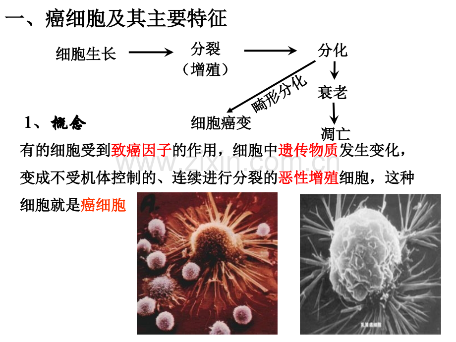 第四节--细胞的癌变.pptx_第3页