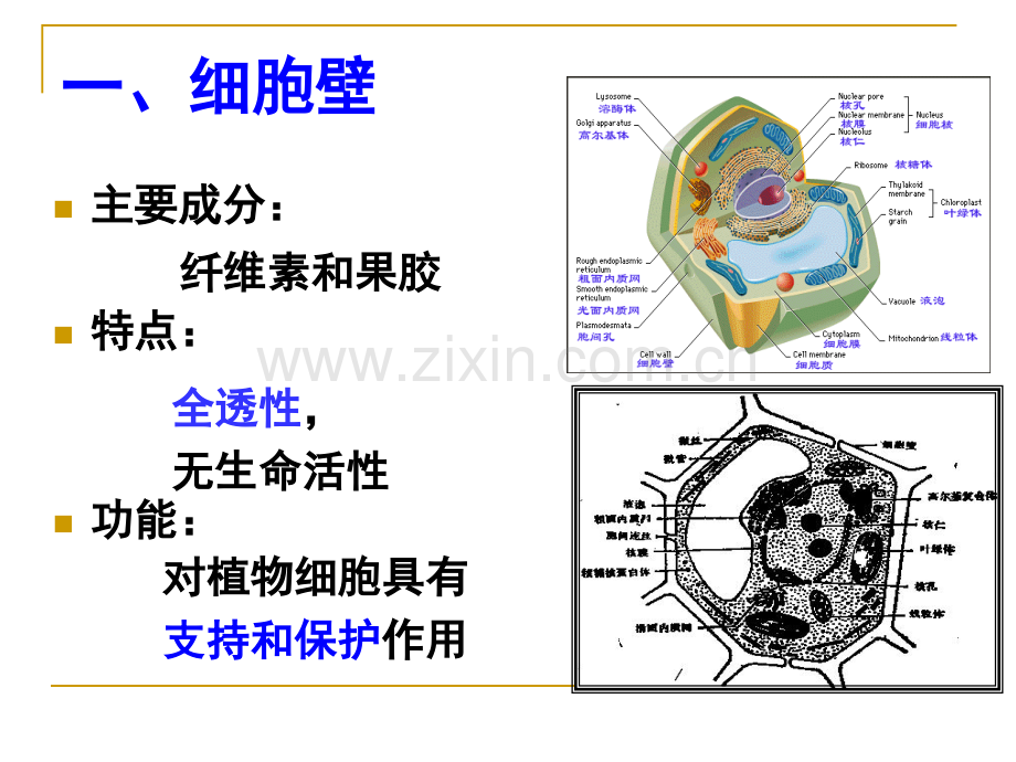 细胞边界—细胞膜.pptx_第2页