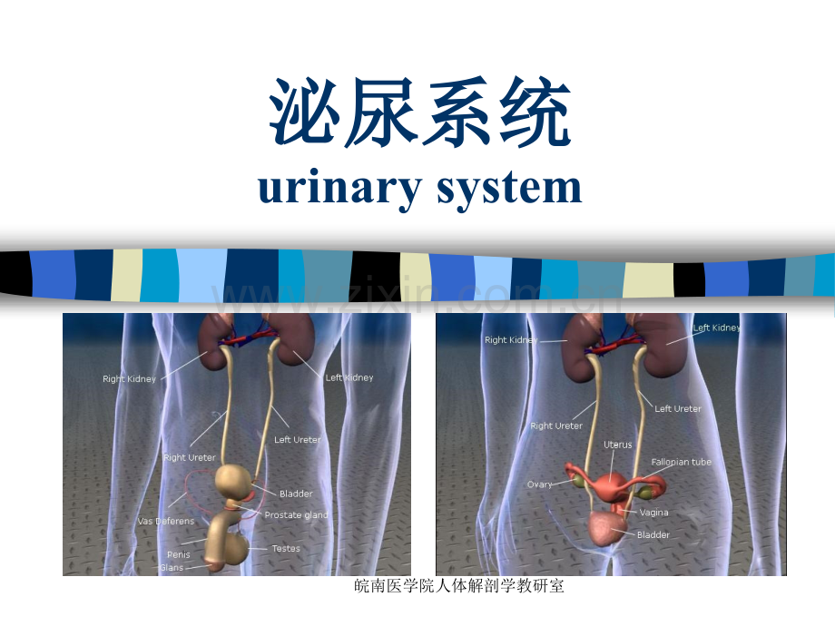 系统解剖学课件泌尿系统.pptx_第1页