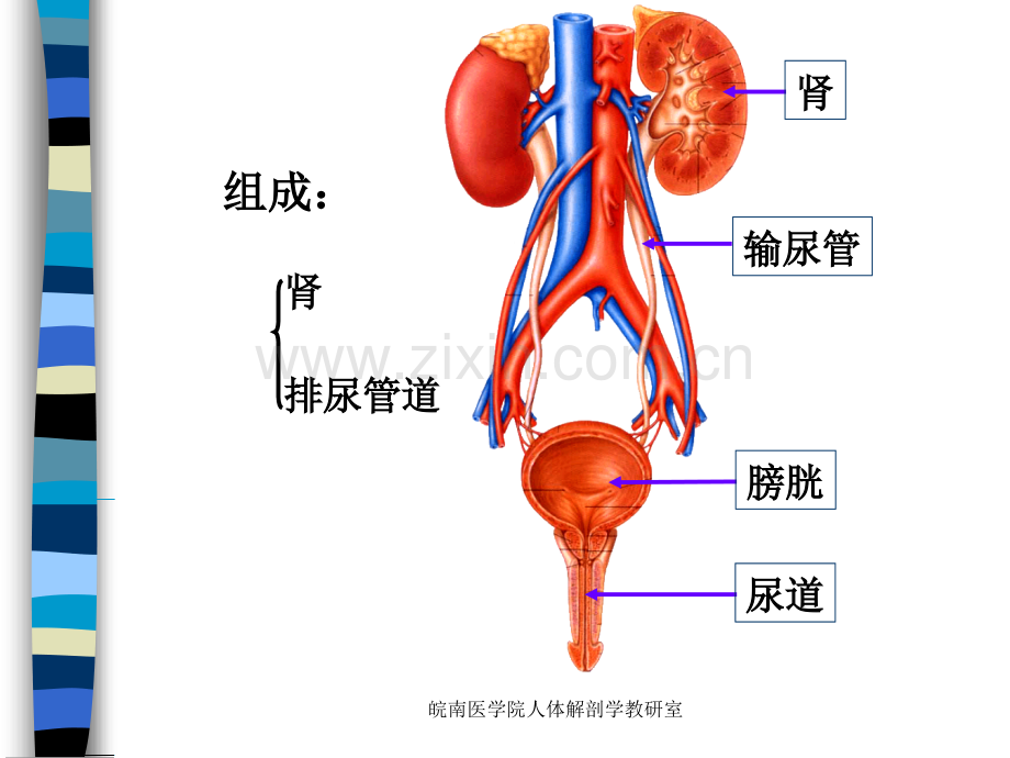 系统解剖学课件泌尿系统.pptx_第2页