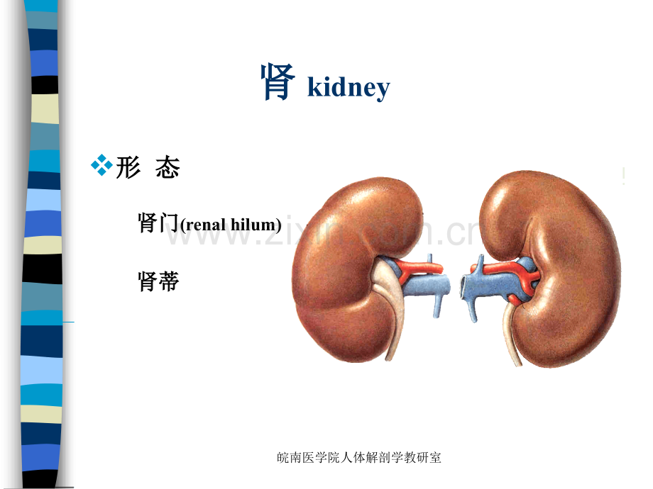 系统解剖学课件泌尿系统.pptx_第3页