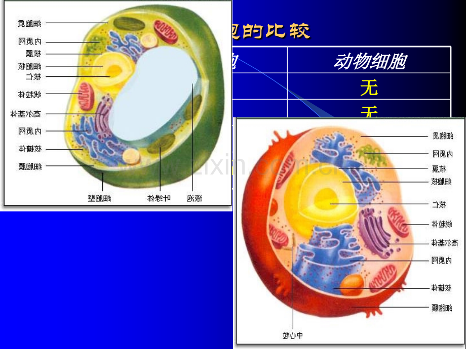 细胞的分子组成.pptx_第3页