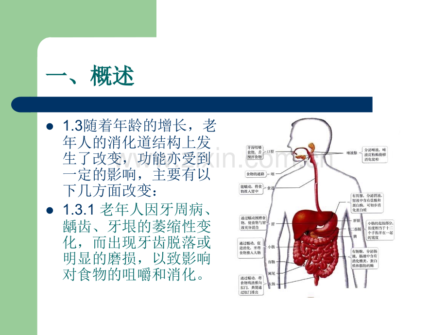 老年人饮食护理研究.pptx_第3页