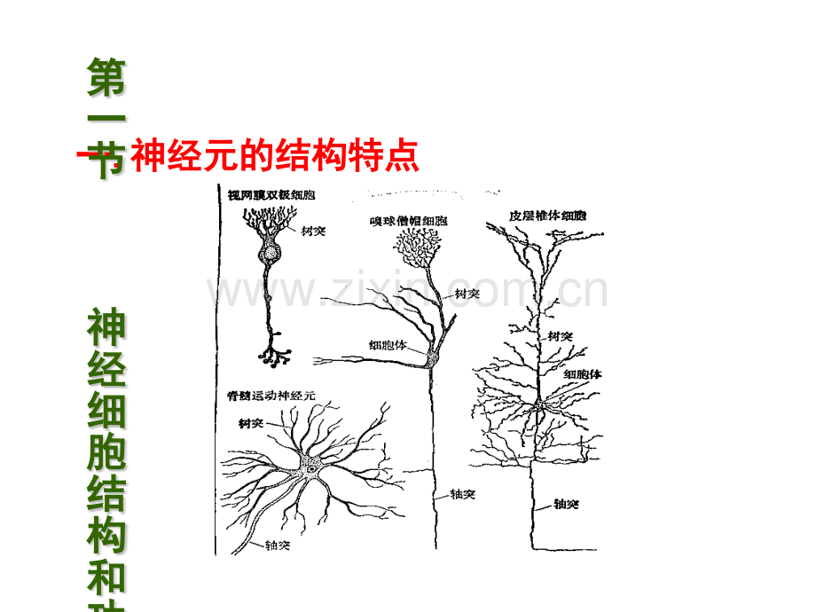 神经生理学.pptx_第3页