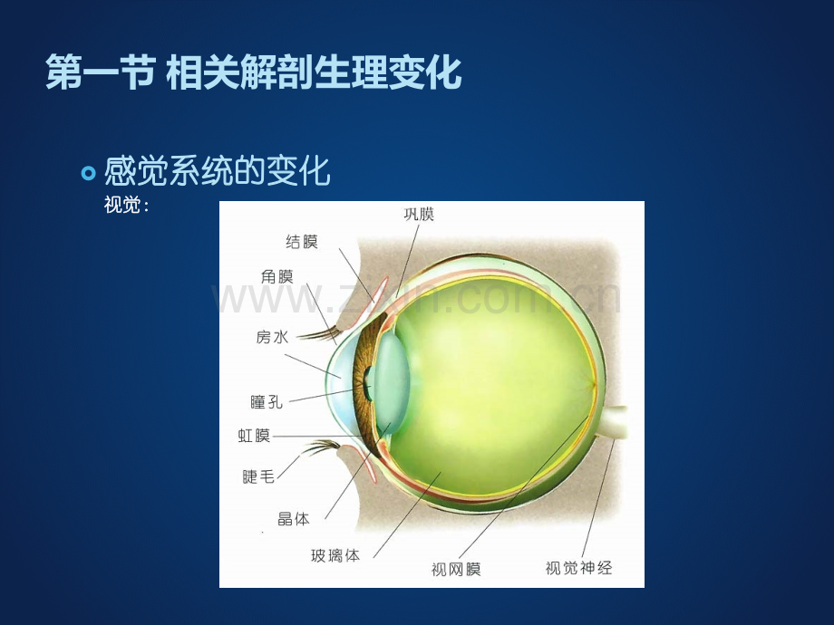 老年人认知与感知的护理总结.pptx_第2页