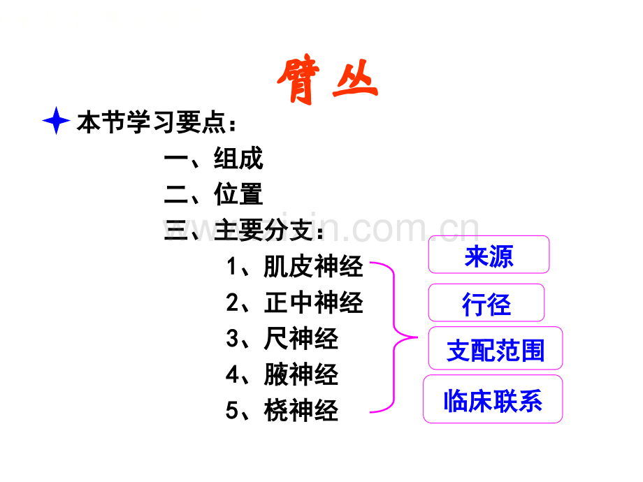 系统解剖学脊神经2臂丛.pptx_第1页