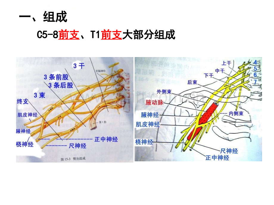 系统解剖学脊神经2臂丛.pptx_第2页