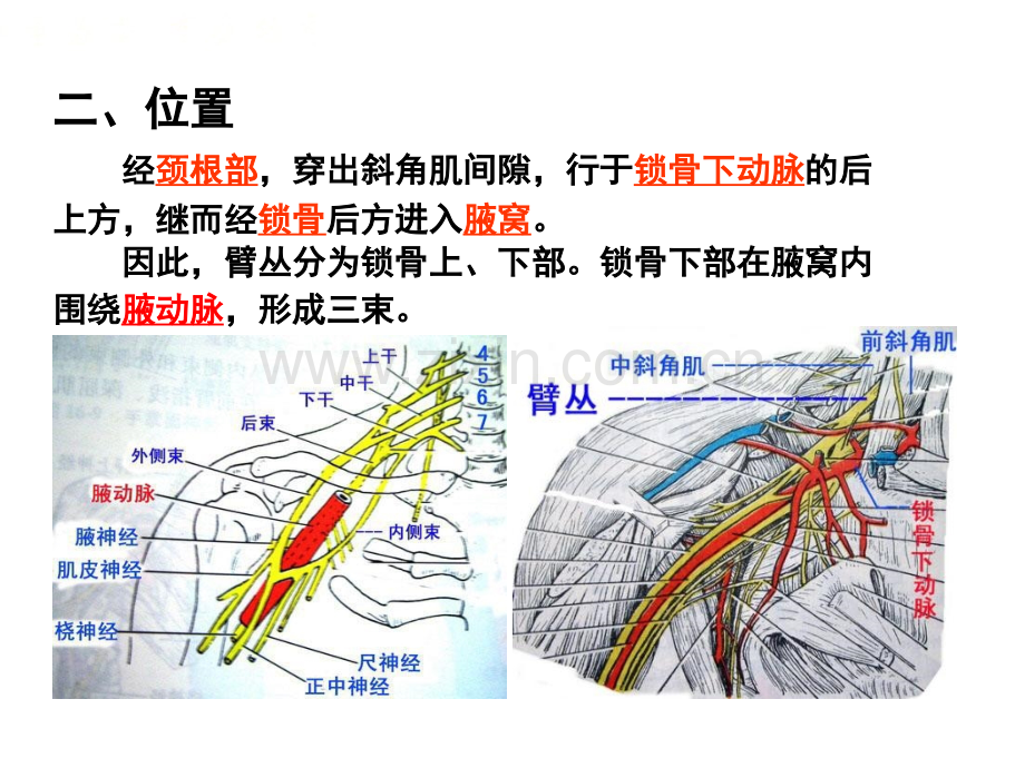 系统解剖学脊神经2臂丛.pptx_第3页