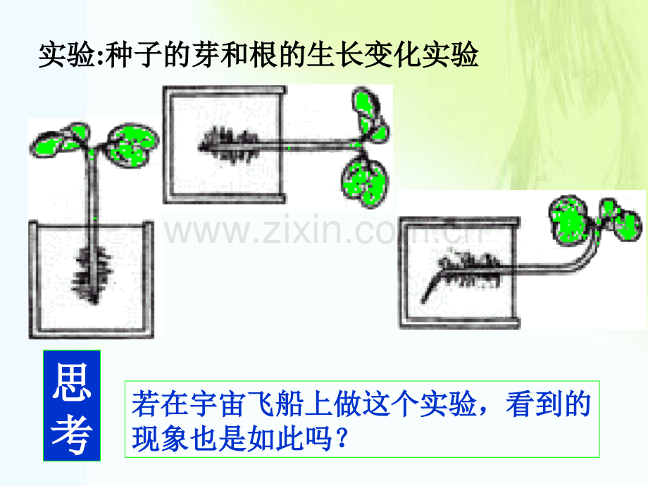 生命活动的调节学生用.pptx_第2页