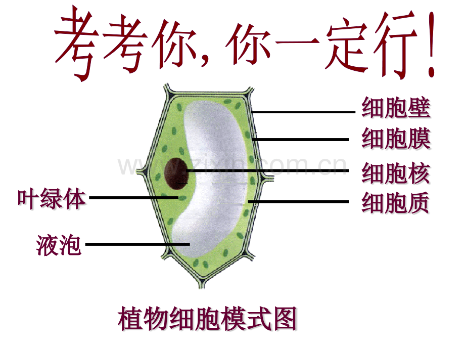 细胞的生活需要物质和能量.pptx_第2页