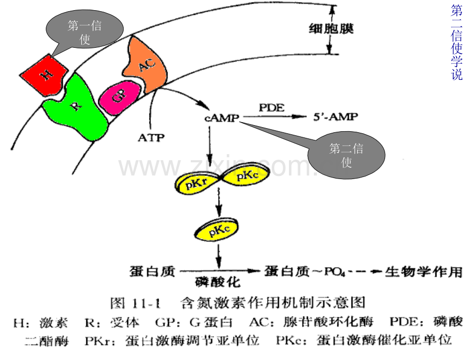 激素调节二.pptx_第3页