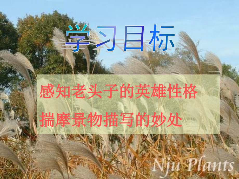 芦花荡公开课.pptx_第2页