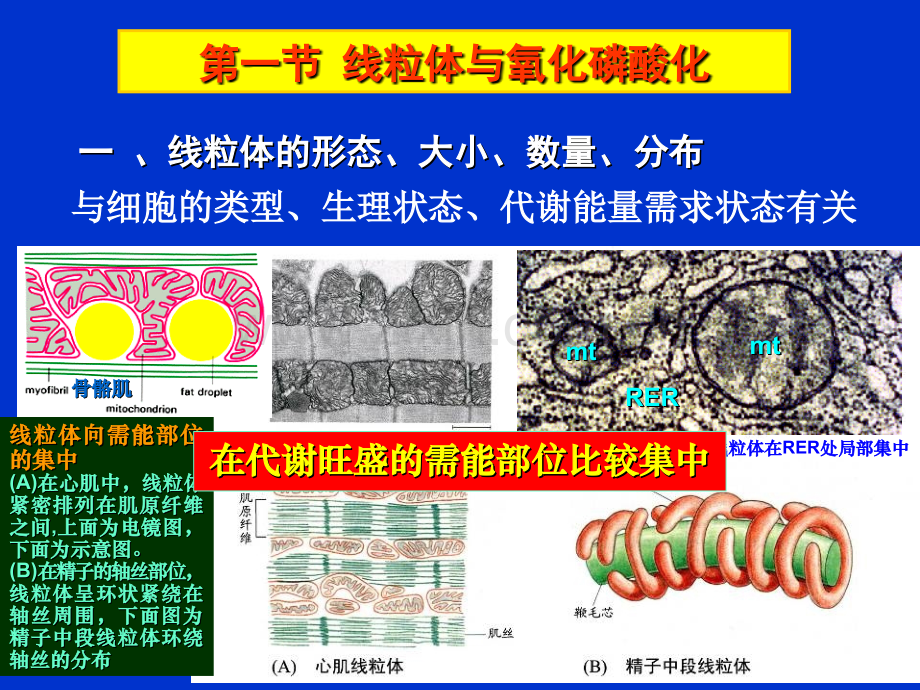 细胞生物学翟中和编线粒体和叶绿体.pptx_第3页