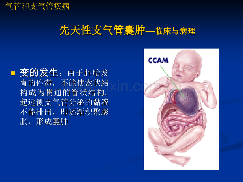 第6章-呼吸系统.pptx_第3页