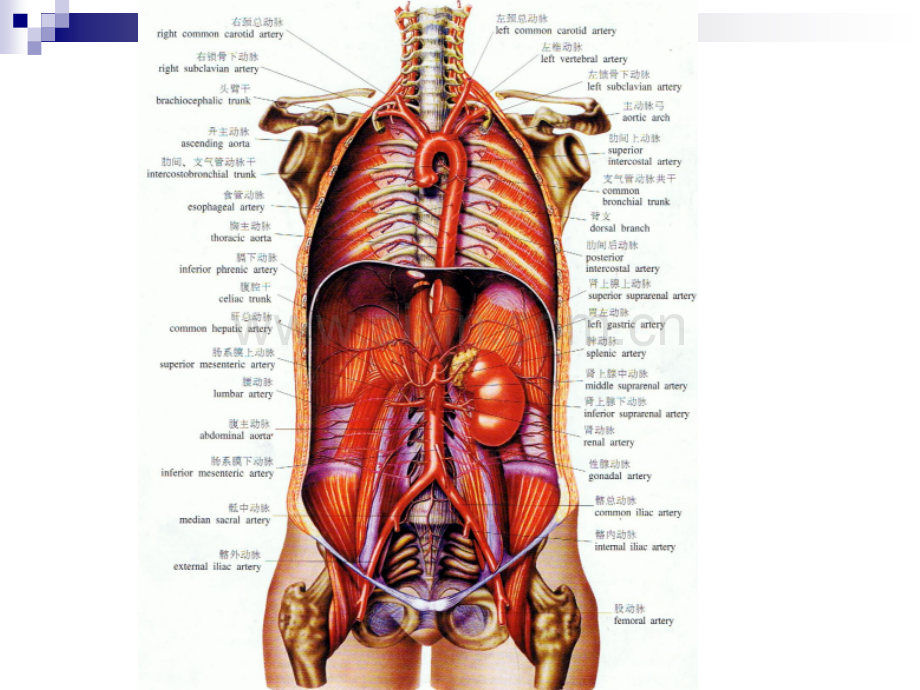 腹部血管解剖静脉动脉.pptx_第2页