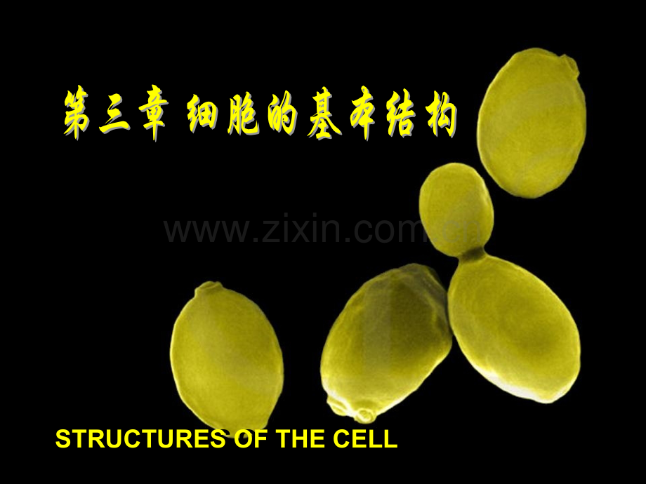 细胞生物学教程细胞的基本结构.pptx_第1页